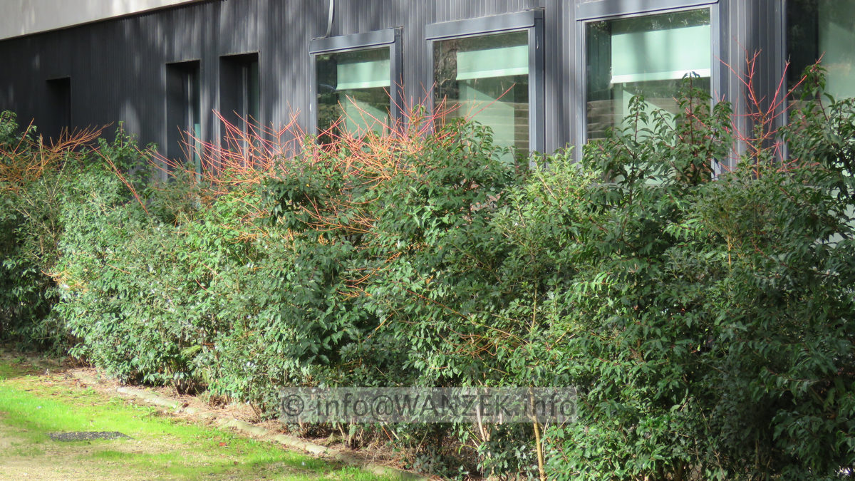 Cornus alba Winter Beauty + Prunus lusitanica im Wechsel.JPG